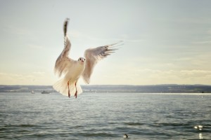 gull on water, flying free
