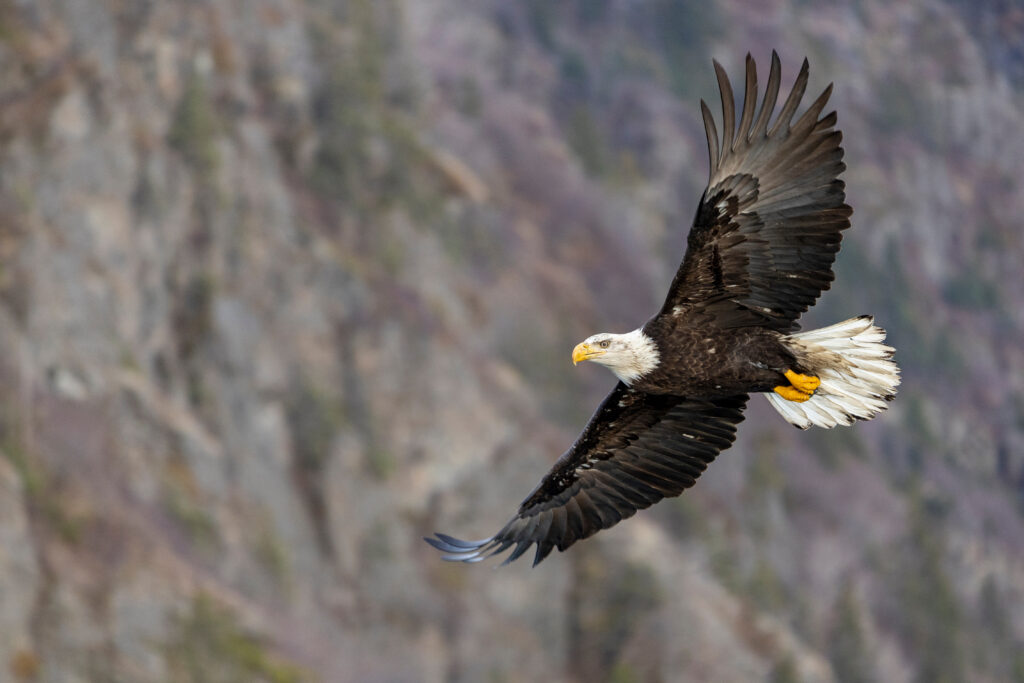 Bald eagle flying