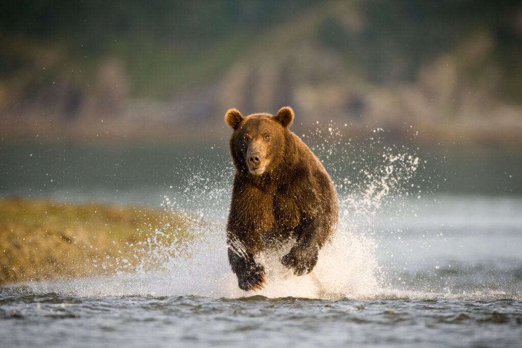 Grizzly bear running through the water