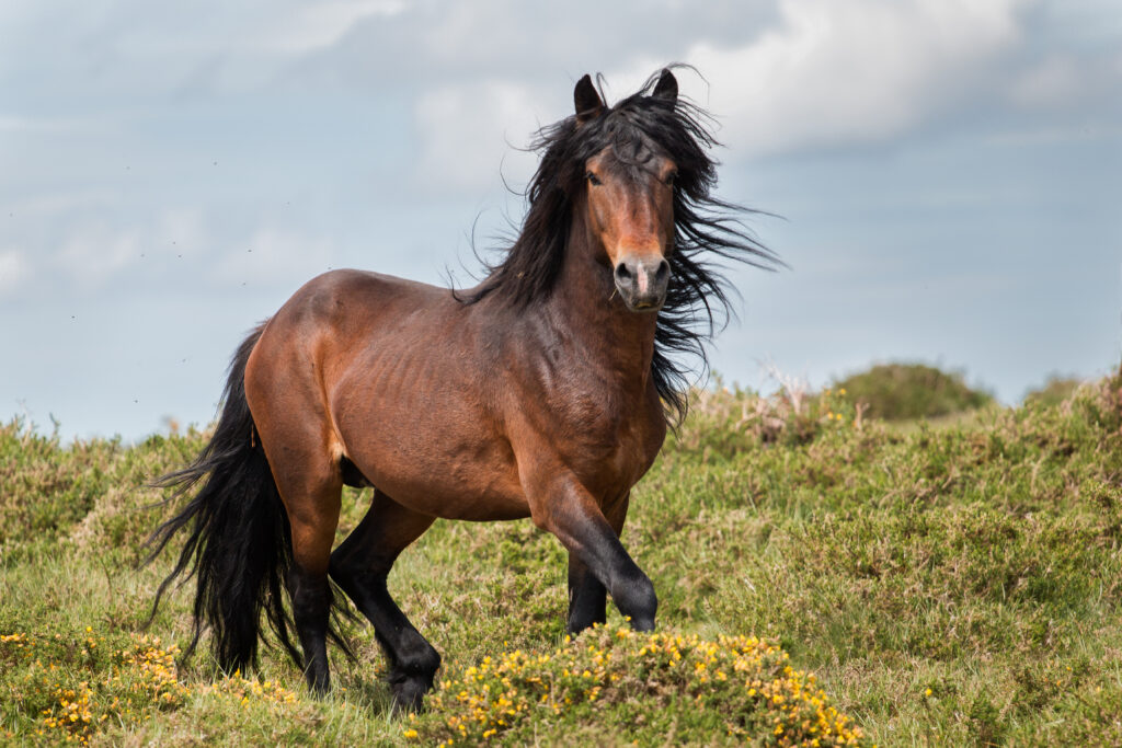 Wild Horse in Galicia