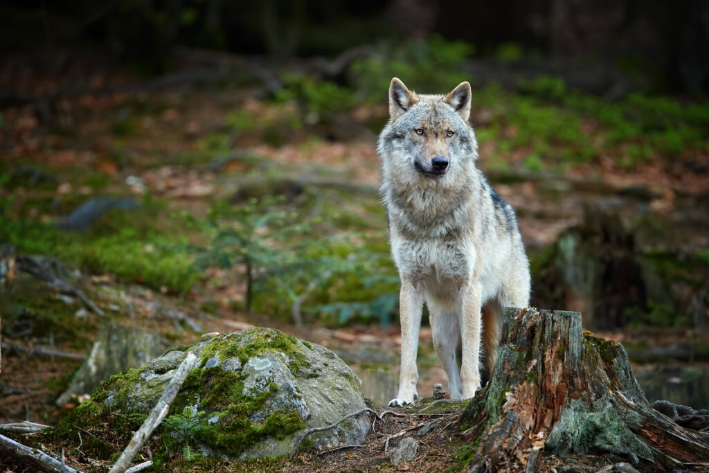 Eurasian wolf in the forest, staring directly at camera